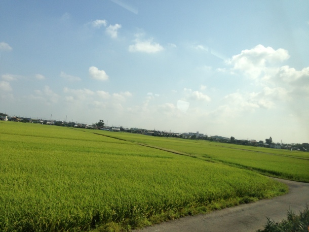 Rice fieds of Saitama